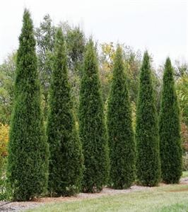 Eastern red cedar